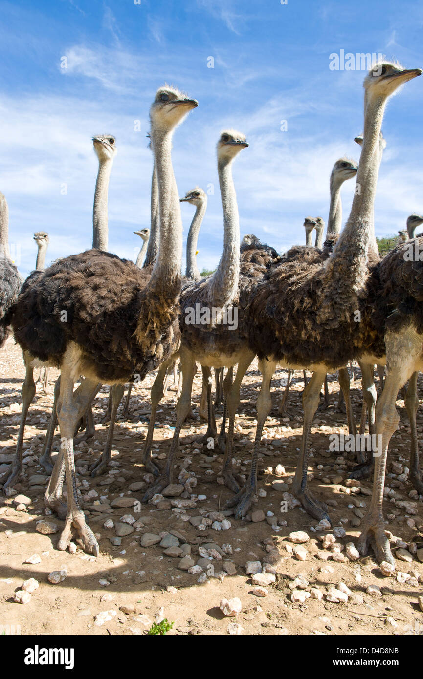 Ostrich farm, Oudtshoorn, Western Cape, South Africa, Africa Stock Photo
