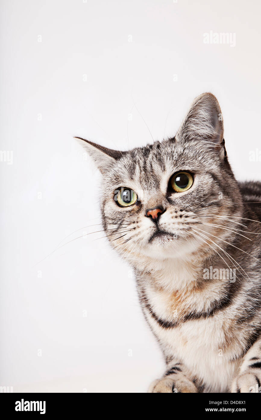 Close up of cat's face Stock Photo