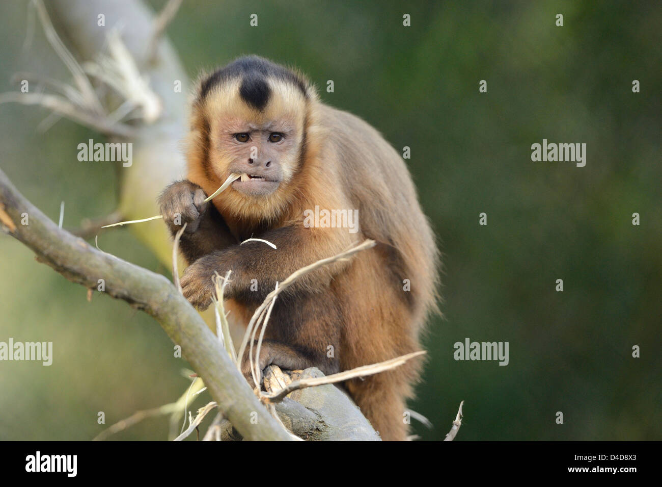 Tufted Capuchin Monkeys - Language Research Center