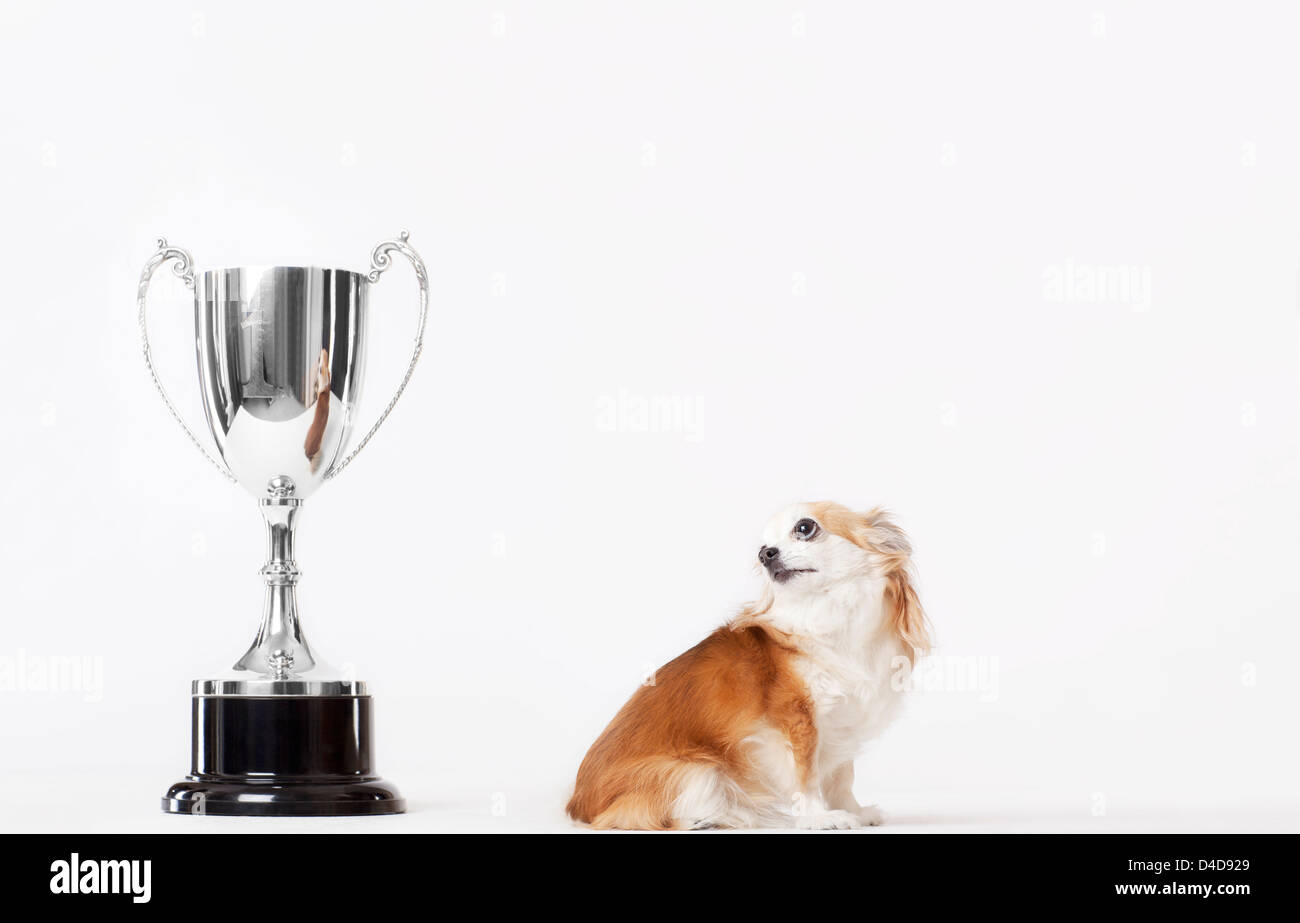 Dog looking at trophy Stock Photo