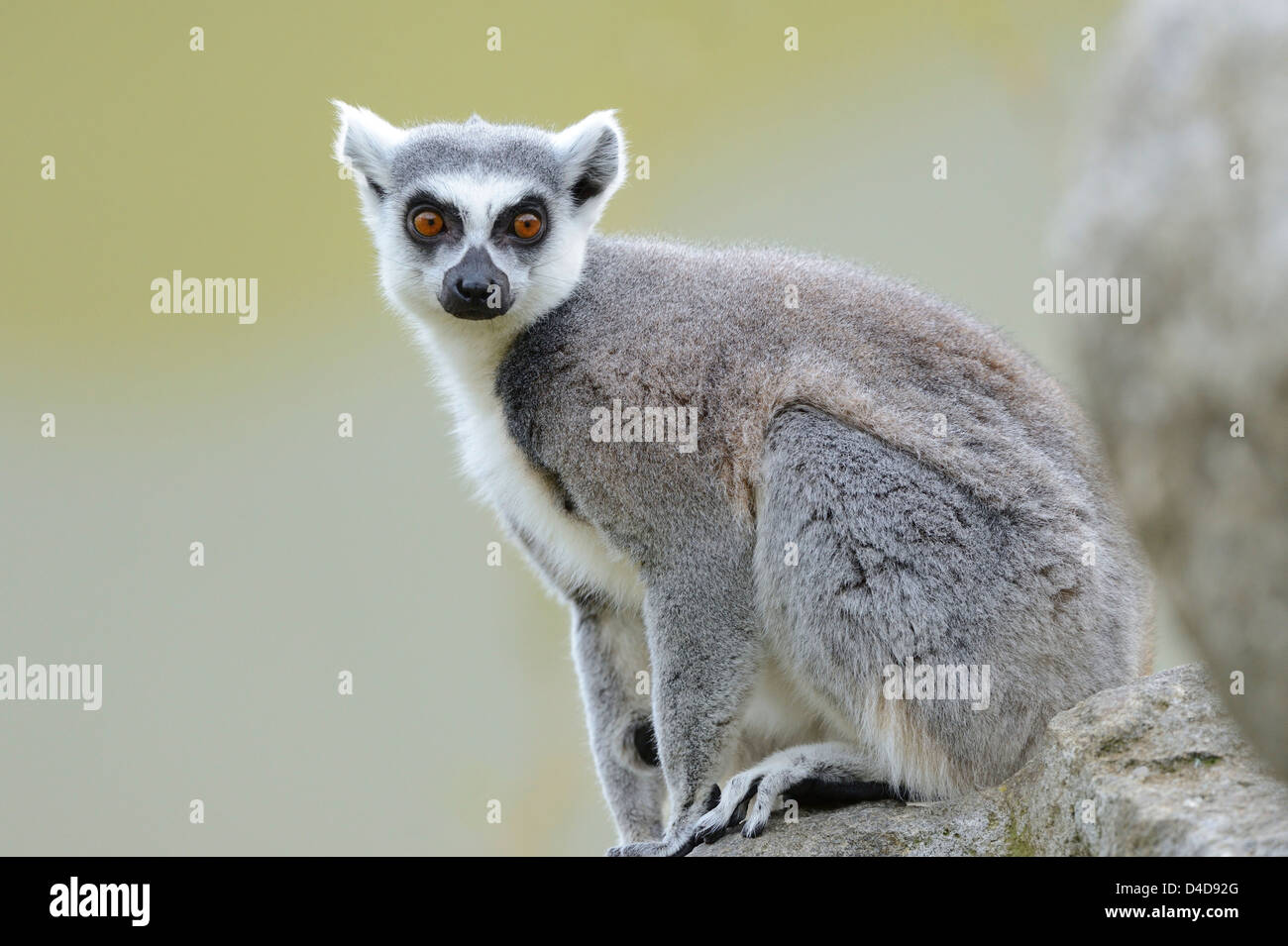 Ring-tailed lemur (Lemur catta) in Augsburg Zoo, Germany Stock Photo