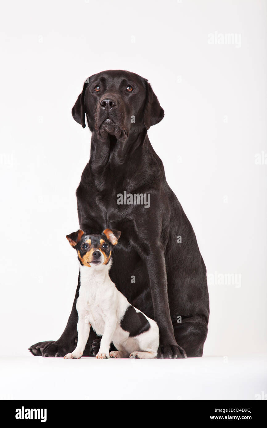 Large dog and small dog sitting together Stock Photo