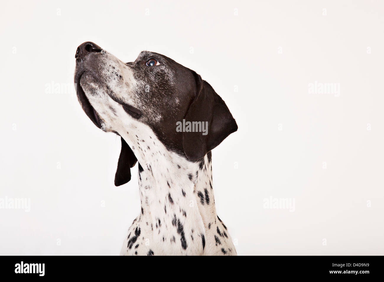 Close up of dog's face Stock Photo