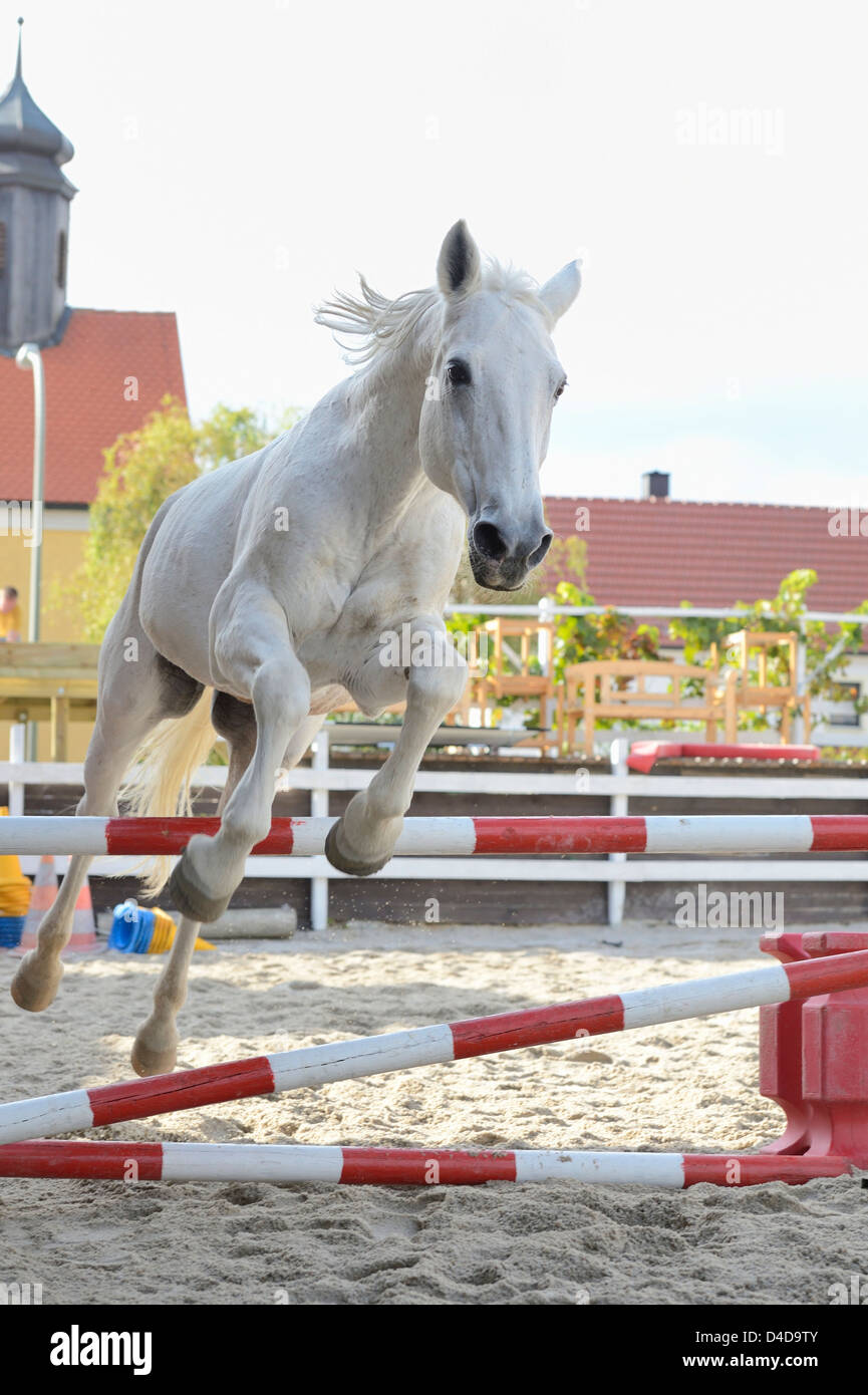 Gray horse jumping in a show-jumping course, portrait Stock Photo