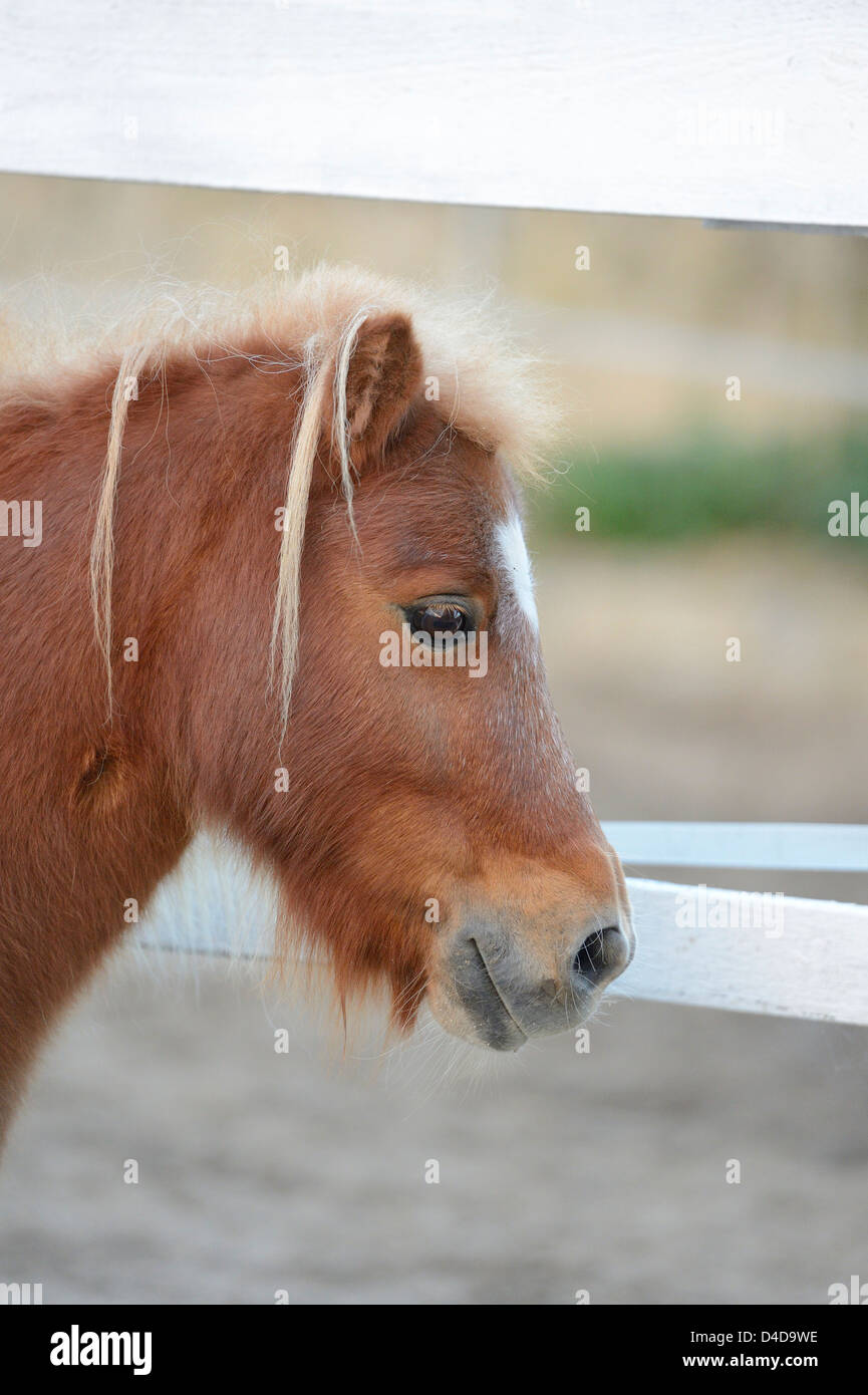 Shetland pony, portrait Stock Photo