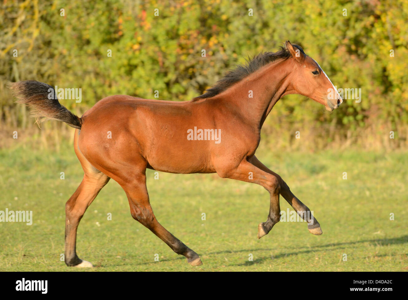 Horse running in meadow Stock Photo Alamy