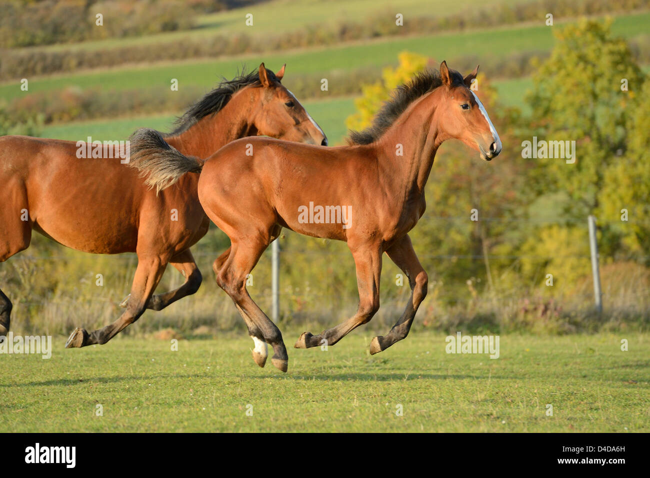 Two horses running on paddock Stock Photo