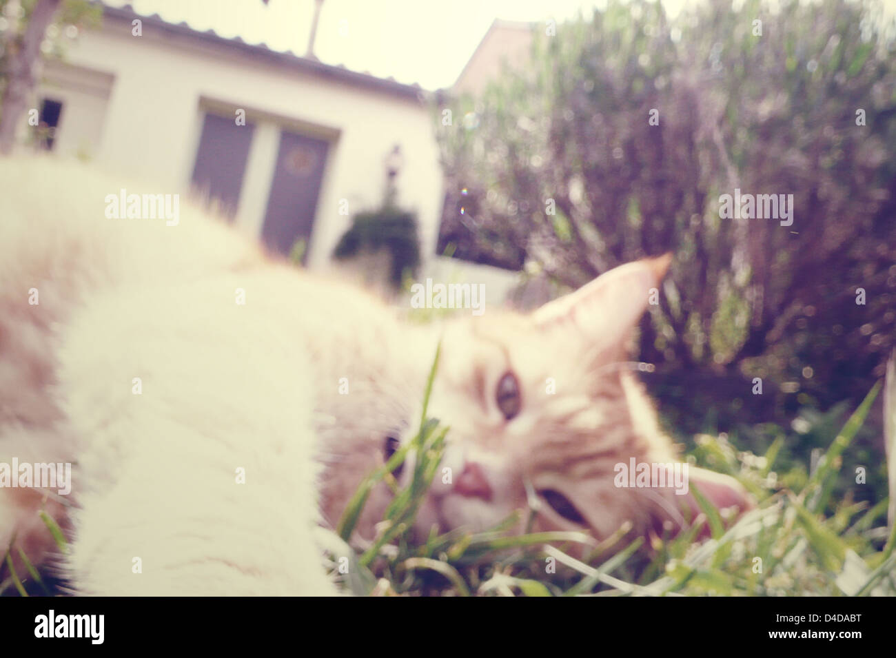 Orange tabby cat grass hi-res stock photography and images - Alamy