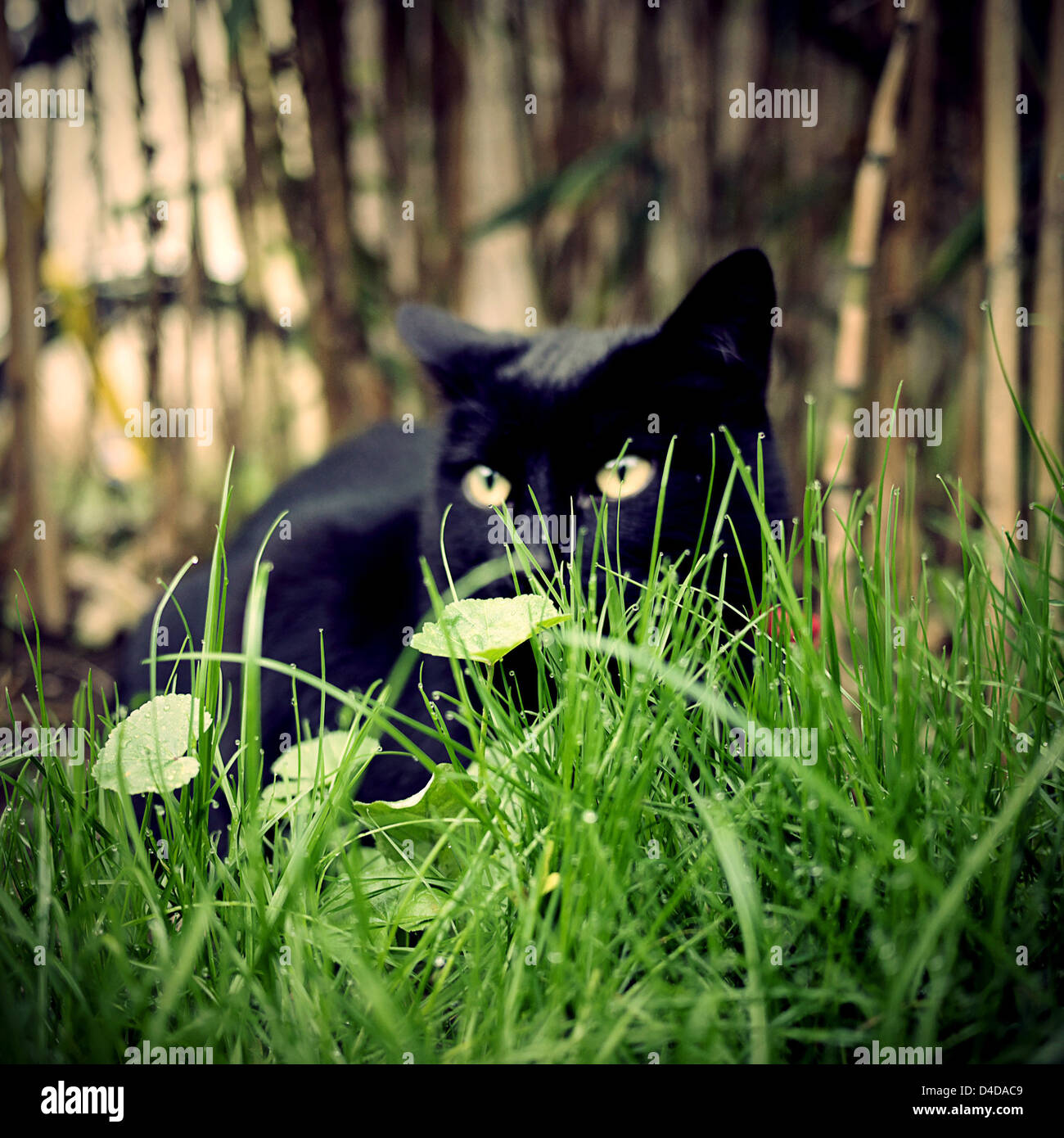 Cat hiding in grass hi-res stock photography and images - Alamy