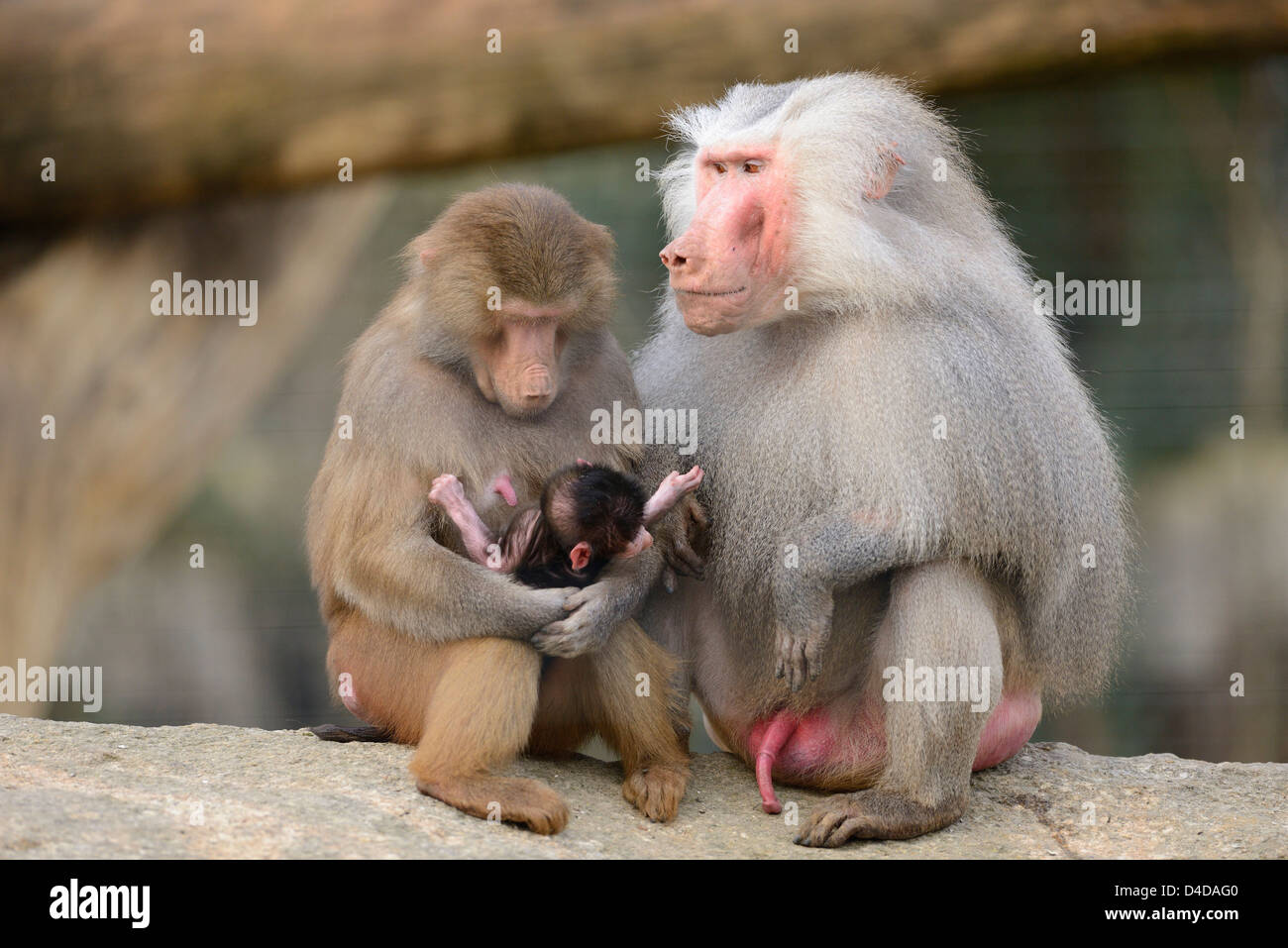 Hamadryas baboons (Papio hamadryas) with baby in Augsburg Zoo, Germany Stock Photo