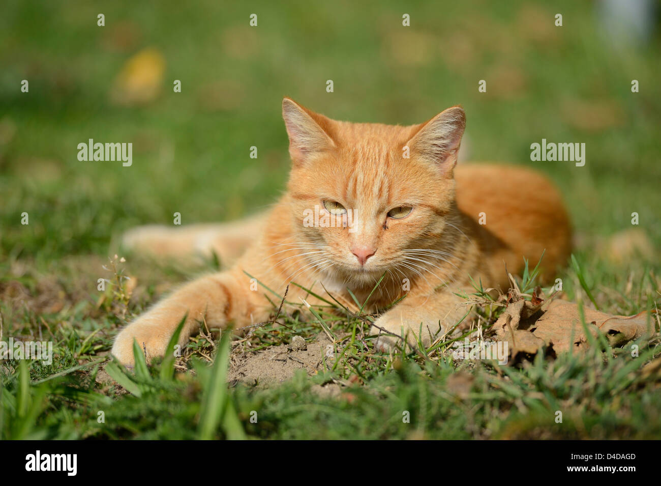 Cat in lying in grass hi-res stock photography and images - Alamy