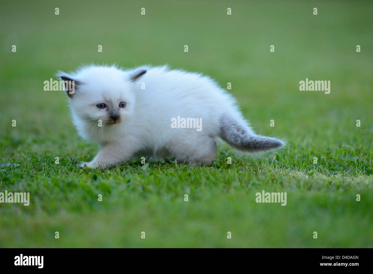 Young Birman cat on lawn Stock Photo