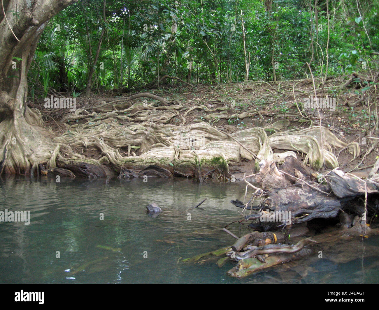 The picture shows the river banks of the Indian River with tree roots on Caribbean island Dominica, Porthmouth, Commonwealth of Dominica, 15 February 2008. Photo: Juergen Darmstaedter Stock Photo