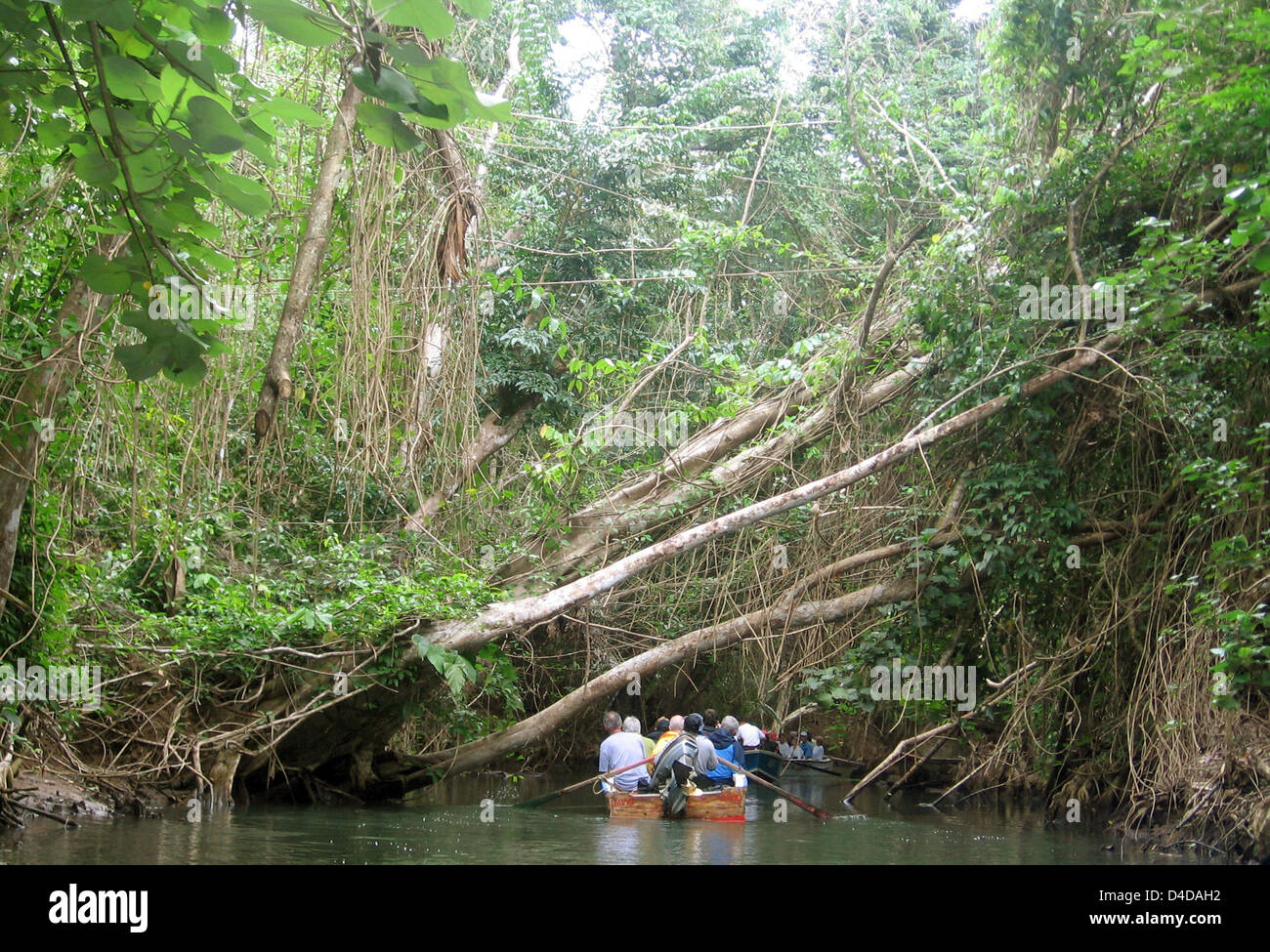 The picture shows a boat on the Indian River on Caribbean island Dominica, Porthmouth, Commonwealth of Dominica, 15 February 2008. Photo: Juergen Darmstaedter Stock Photo