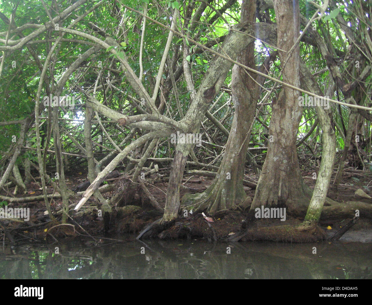 The picture shows the river banks of the Indian River with tree roots on Caribbean island Dominica, Porthmouth, Commonwealth of Dominica, 15 February 2008. Photo: Juergen Darmstaedter Stock Photo
