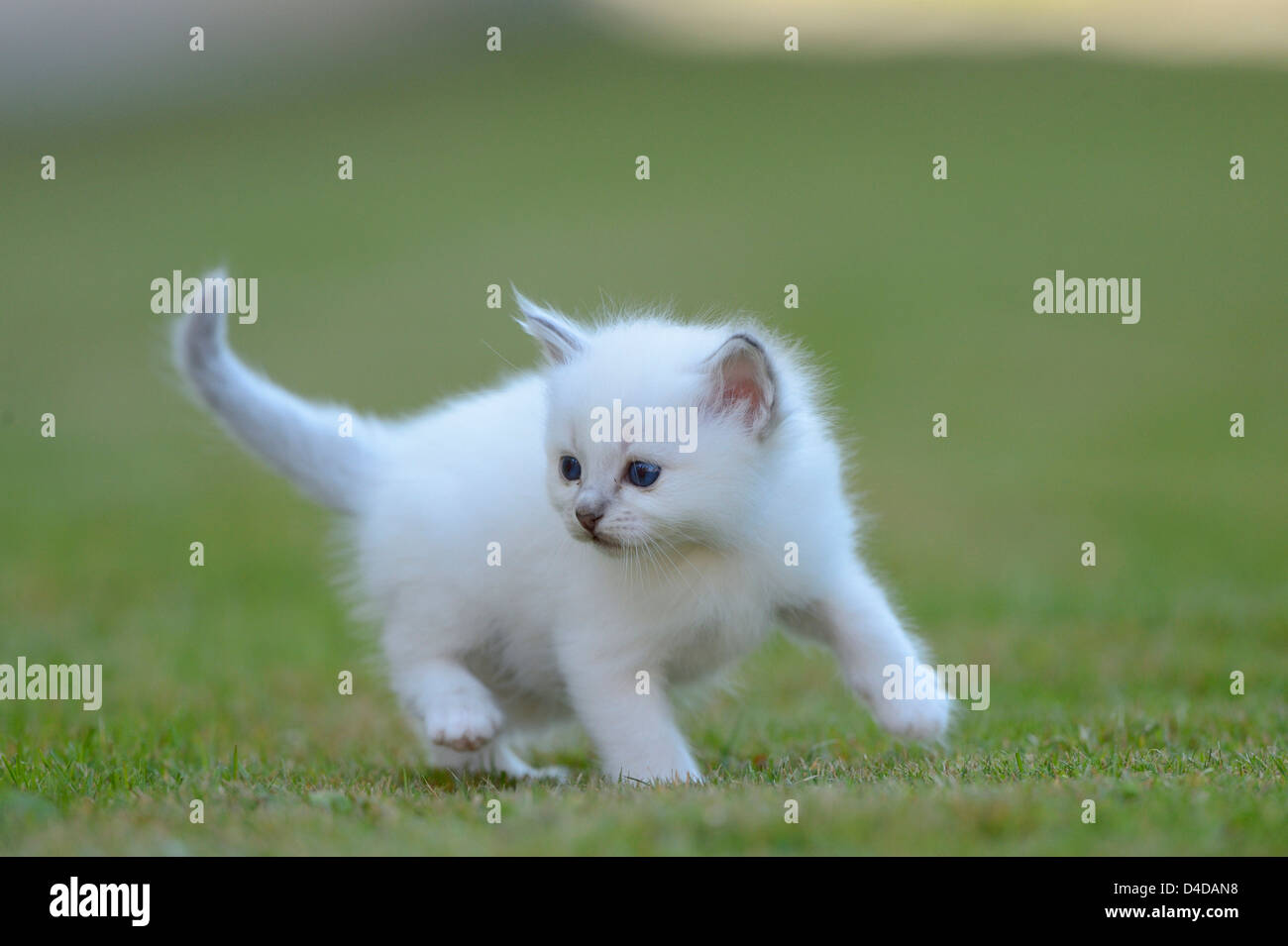 Young Birman cat on lawn Stock Photo