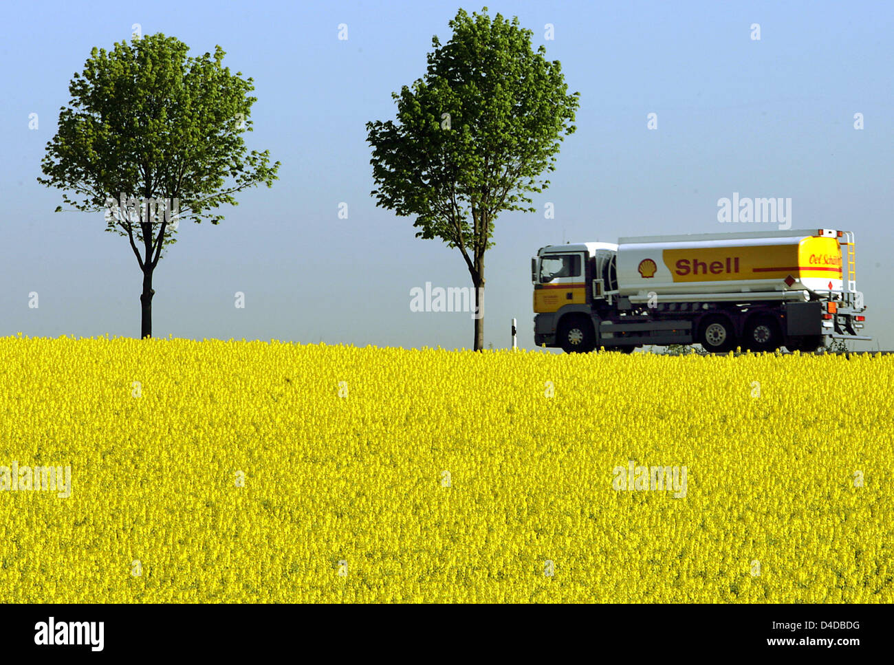 Rapeseed Shell A tank lorry of Shell drives past a rape field near Ceologne, Germany ...