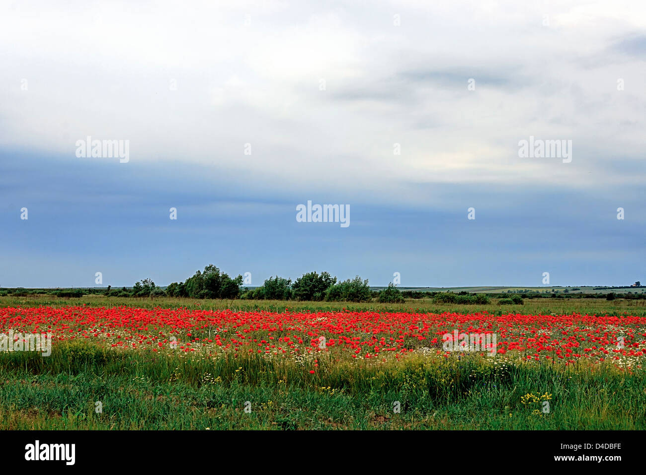 Field with flowers of chamomile and poppy, with a background of sky with clouds Stock Photo Alamy