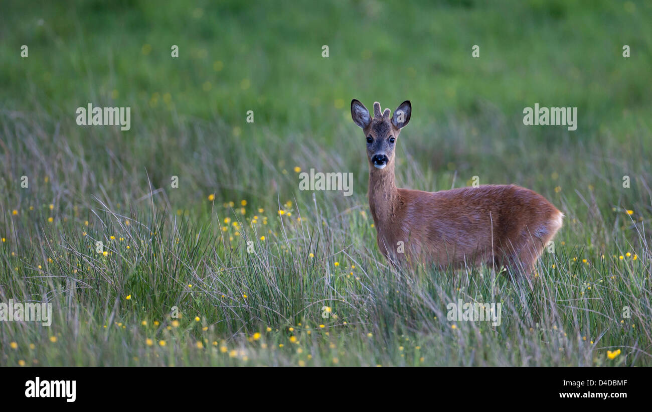 Male deer on meadow, Lilla Edet, Sweden Stock Photo