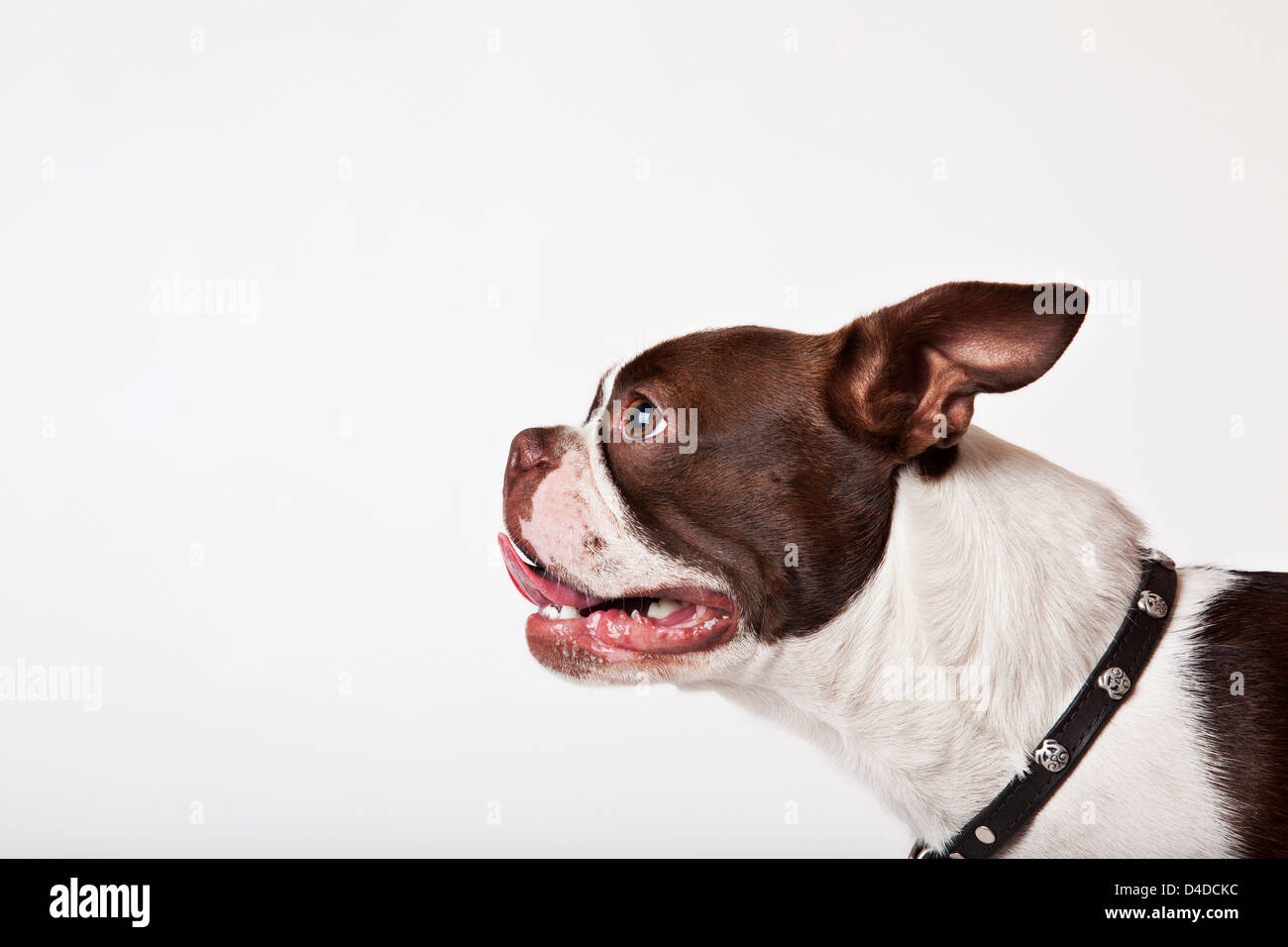 Close up of dog's face Stock Photo