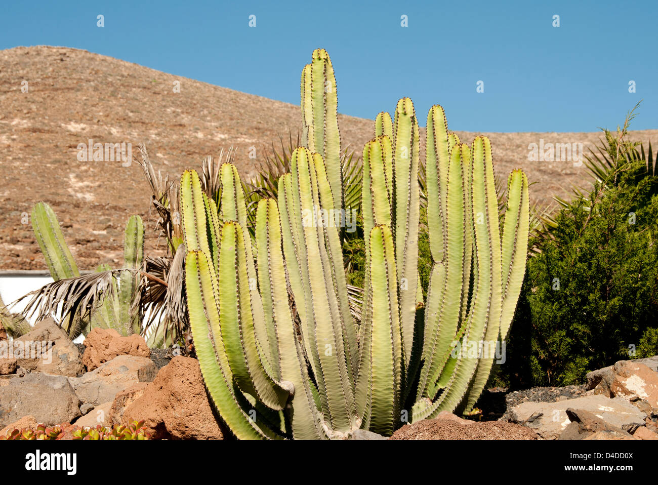 Cacti in Fuerteventura Stock Photo - Alamy