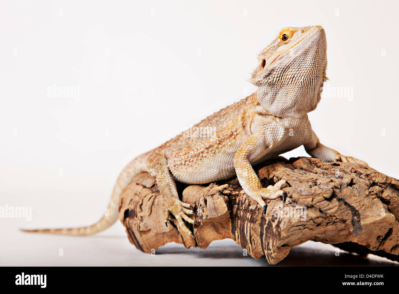 Lizard crawling on log Stock Photo