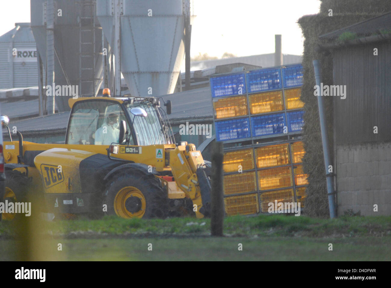 Bird Flu Outbreak in Suffolk, The Grange Farm, Redgrave, Poultry being culled as a precautionary