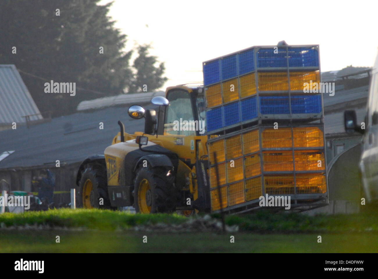 Bird Flu Outbreak in Suffolk, The Grange Farm, Redgrave, Poultry being culled as a precautionary