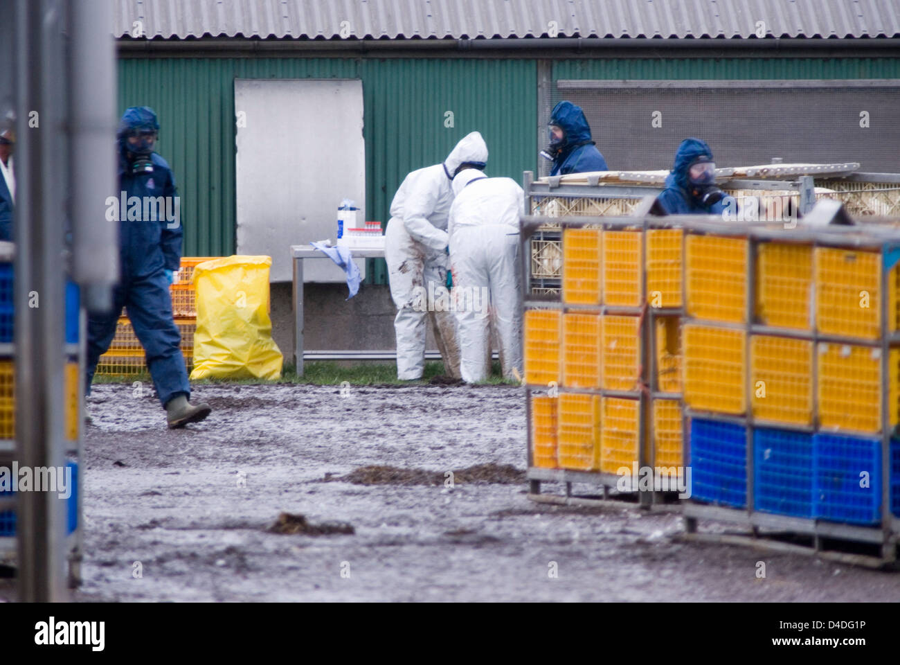 Bird Flu Outbreak in Suffolk, The Grange Farm, Redgrave, Poultry being culled as a precautionary