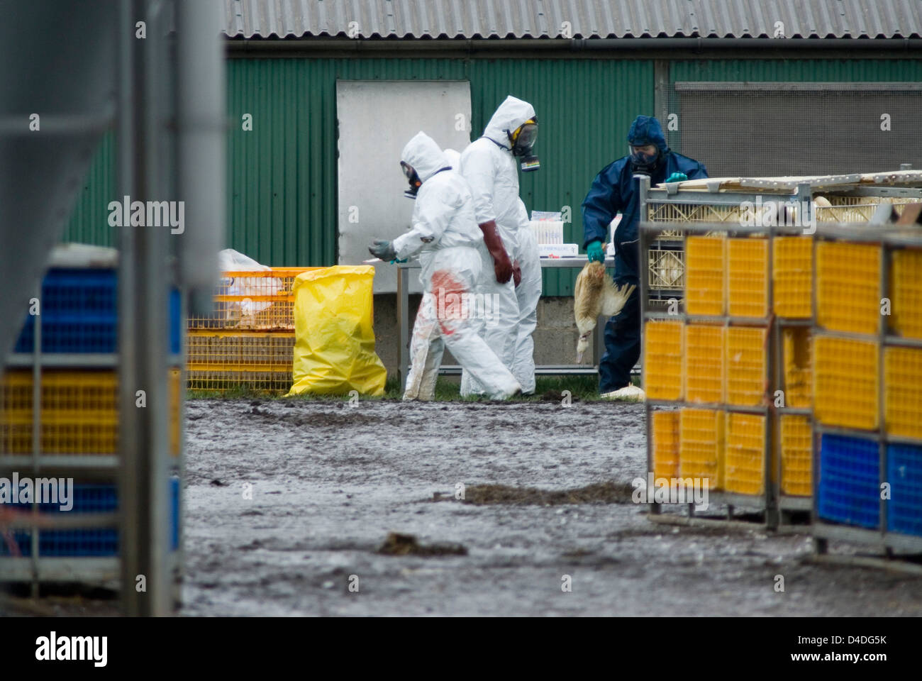 Bird Flu Outbreak in Suffolk, The Grange Farm, Redgrave, Poultry being culled as a precautionary