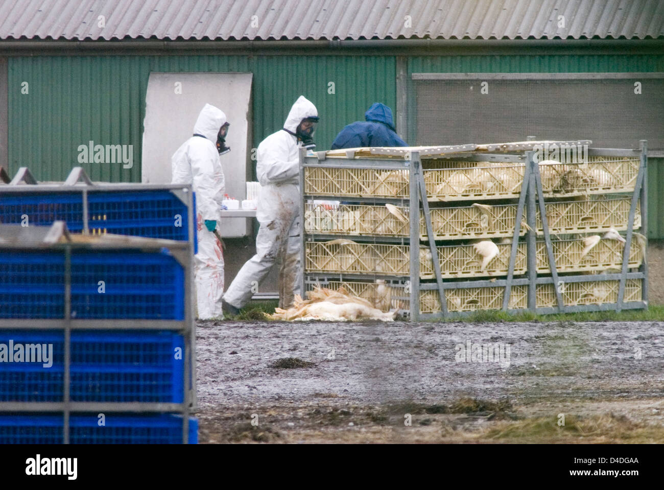 Bird Flu Outbreak in Suffolk, The Grange Farm, Redgrave, Poultry being culled as a precautionary measure against further spread Stock Photo