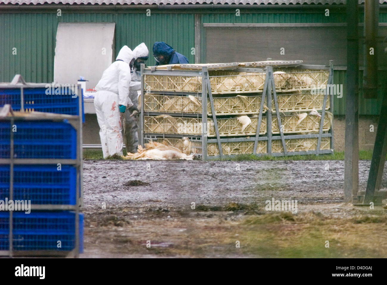 Bird Flu Outbreak in Suffolk, The Grange Farm, Redgrave, Poultry being culled as a precautionary