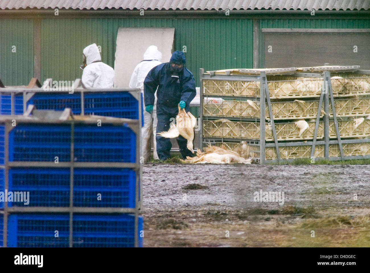 Bird Flu Outbreak in Suffolk, The Grange Farm, Redgrave, Poultry being ...