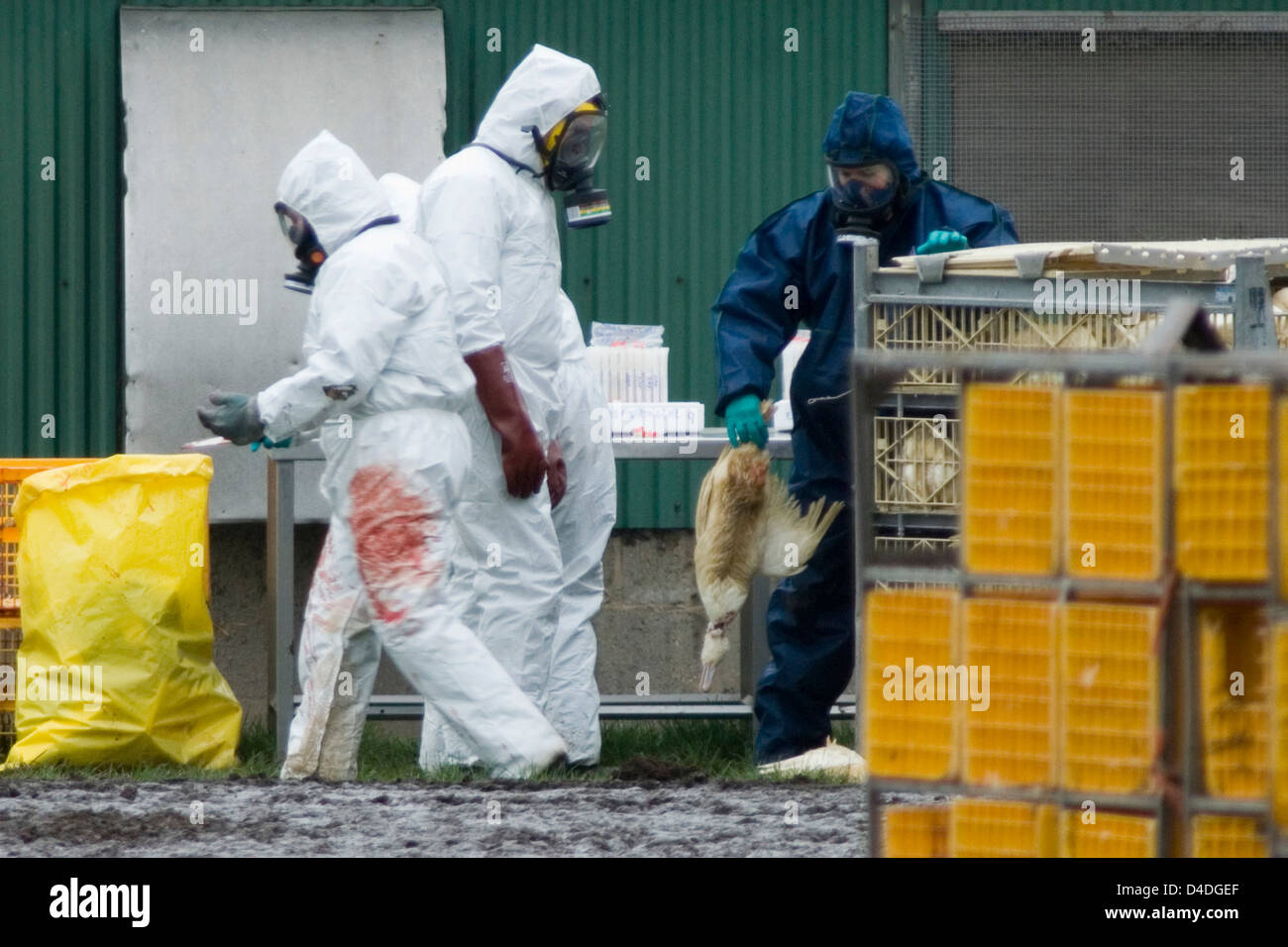 Bird Flu Outbreak in Suffolk, The Grange Farm, Redgrave, Poultry being ...