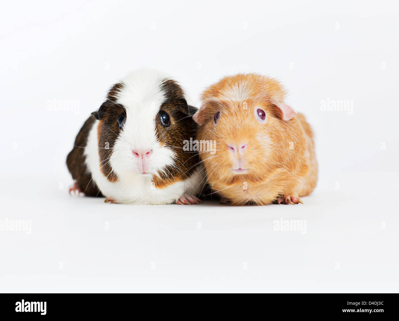 Guinea pigs sitting together Stock Photo