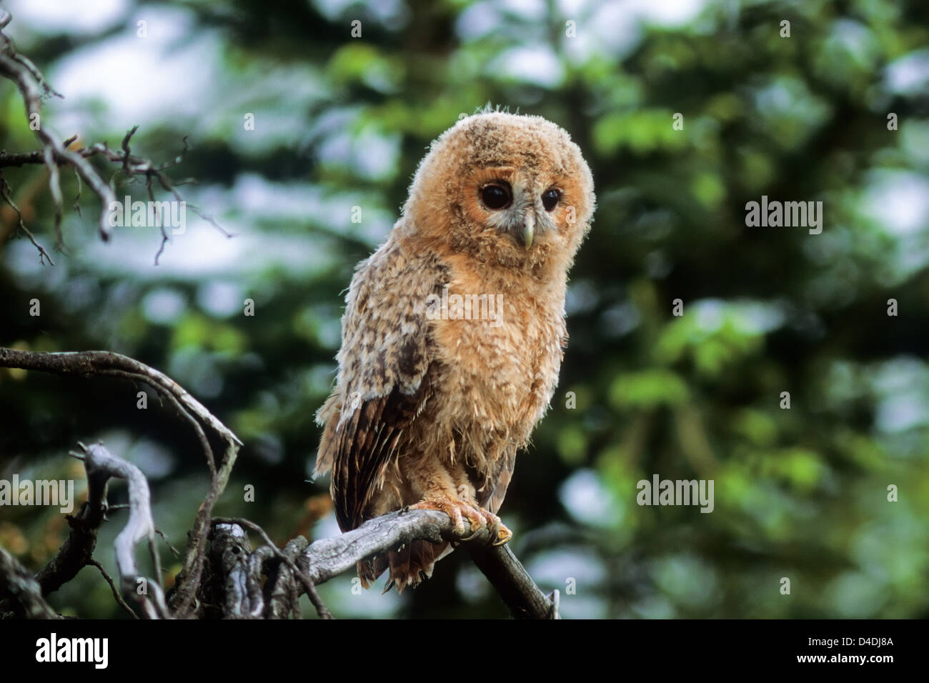 Waldkauz, Jungvogel (Strix aluco) Young Tawny Owl • Ostalbkreis, Baden-Württemberg; Deutschland, Germany Stock Photo