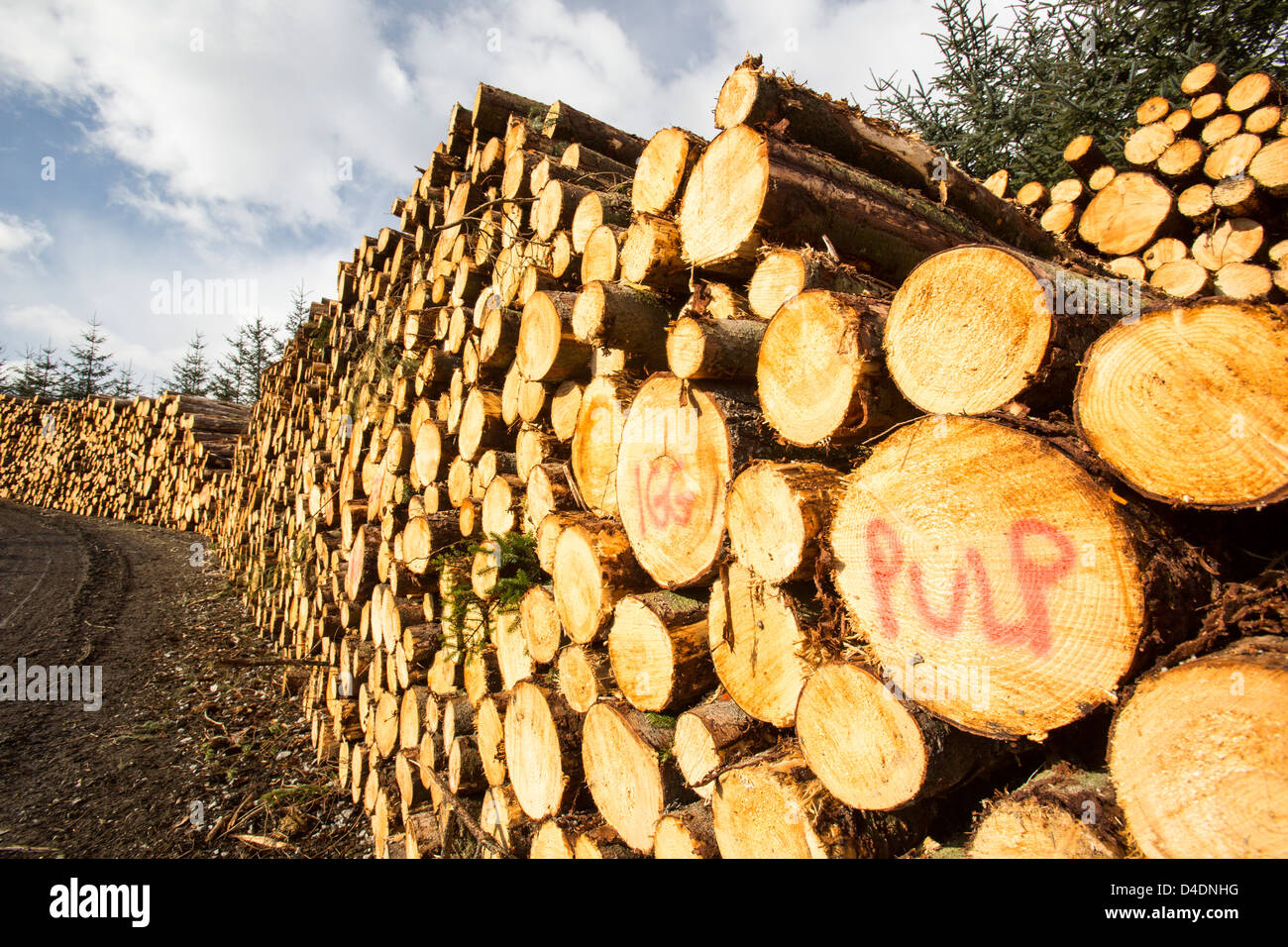 Wood pulp hires stock photography and images Alamy