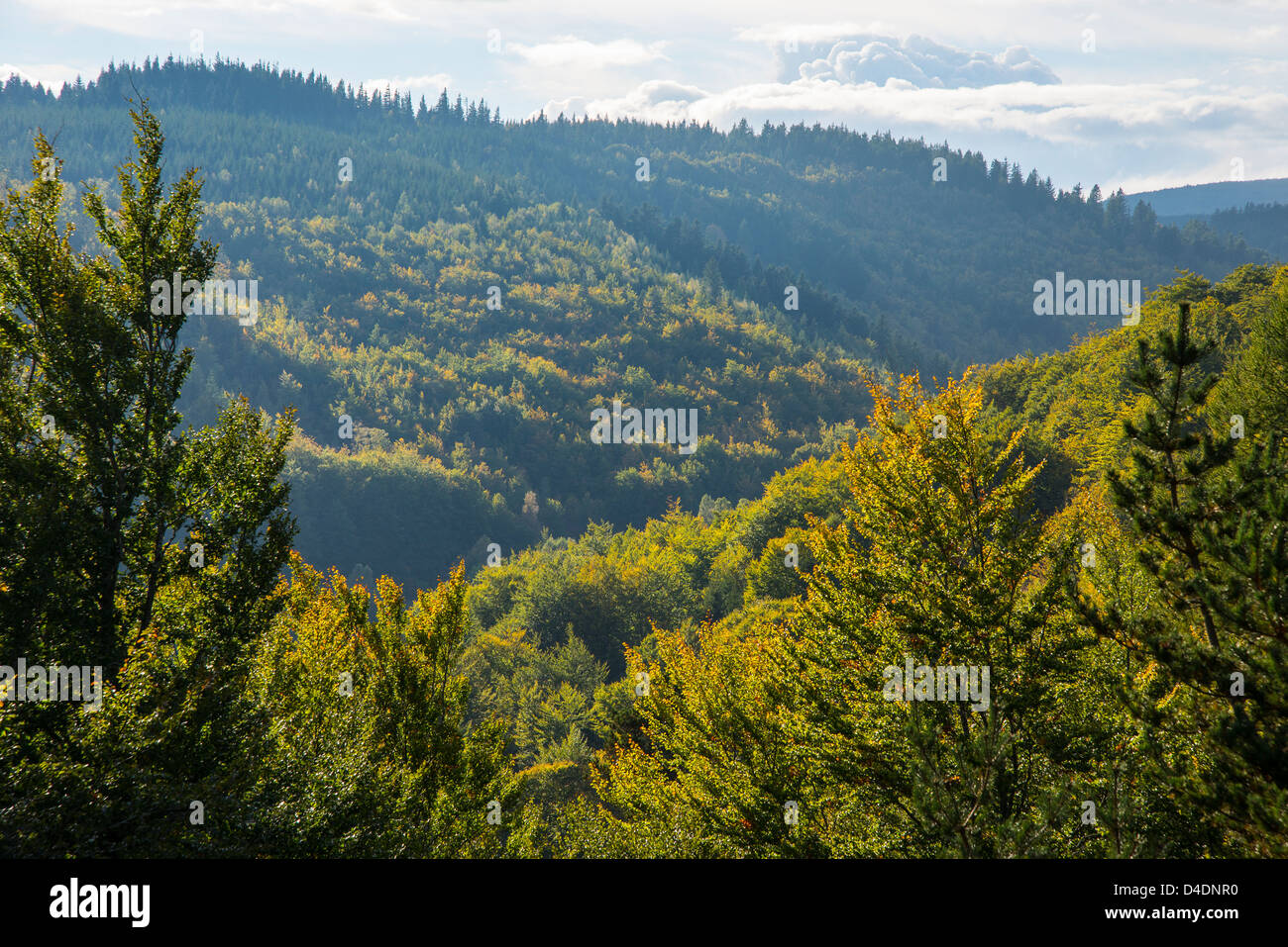 Autumn colours in the hills of the Cévennes, Lozère, France Stock Photo