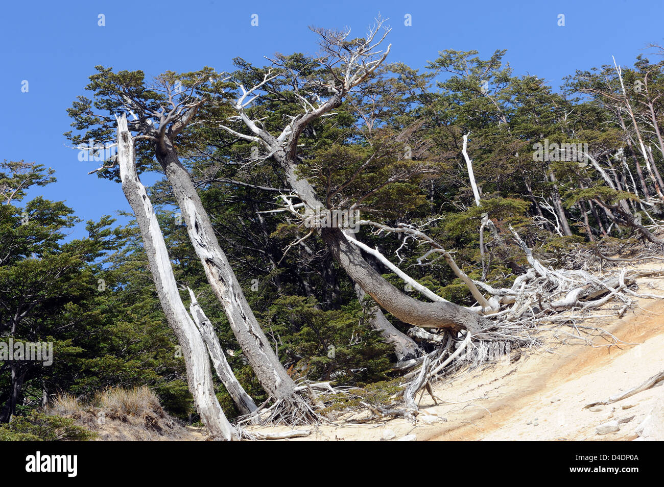 Erosion on the windward side of a Southern Beech (Nothofagus species) forest . Torres del Paine National Park, Stock Photo