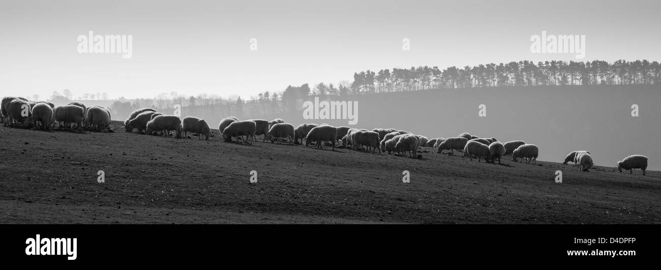 Sheep grazing on the Long Mynd, near Church Stretton, Shropshire, with Plowden Woods in the background. Stock Photo