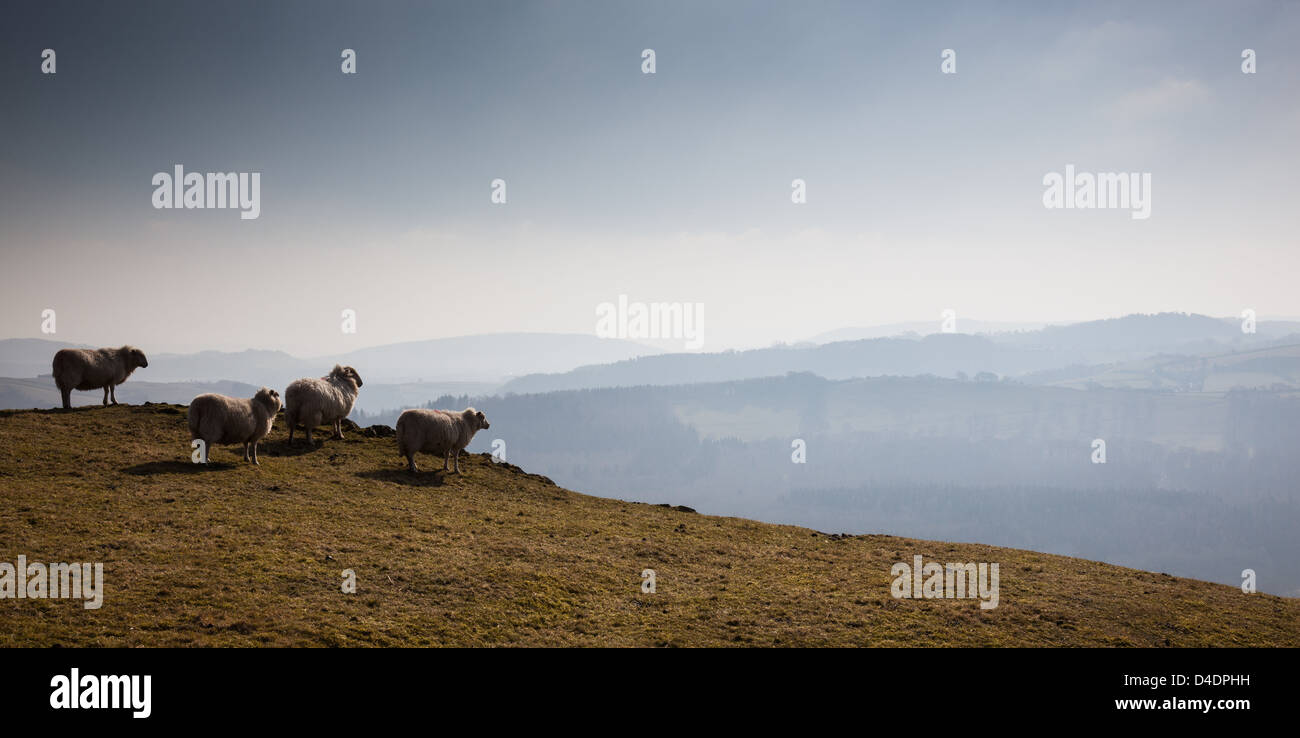Sheep on the Long Mynd, near Church Stretton, Shropshire. Stock Photo