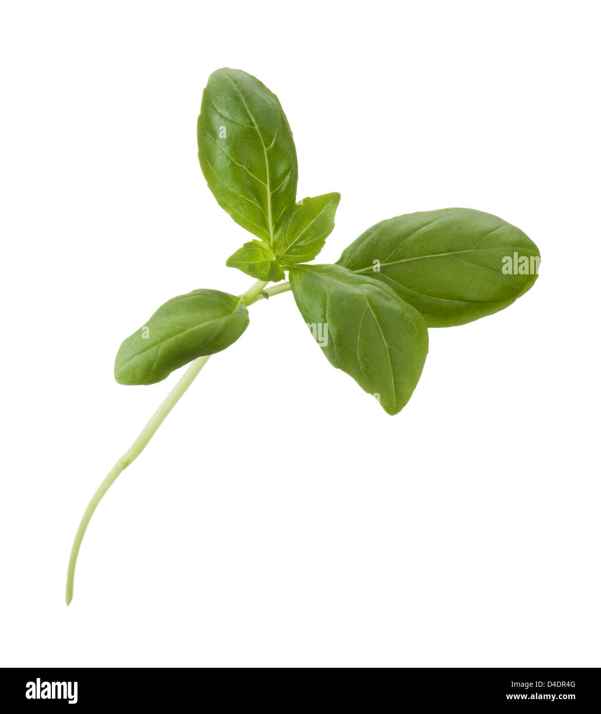 Basil isolated on white background Stock Photo - Alamy
