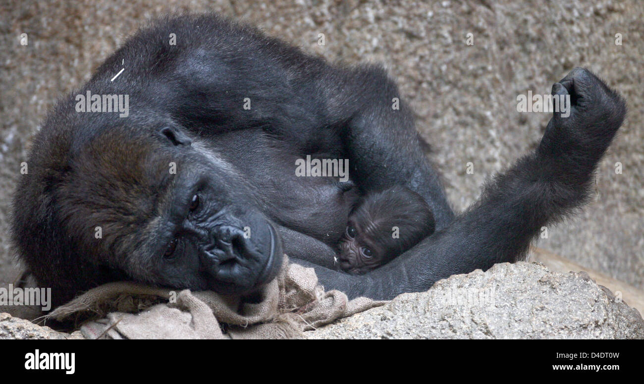 Gorilla Viringka holds her baby in the zoo in Leipzig, Germany, 19 April  2008. The baby gorilla was born on 15 April 2008, the sex could not yet be  made out. According