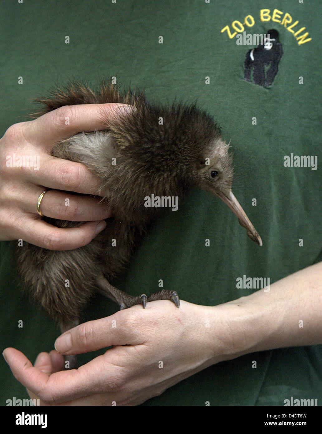 Little kiwi 'Claudius' pictured in its enclosure at the zoo of Berlin, Germany, 22 April 2008. The ratite unhatched on 26 March after 81 days of breeding with its father 'Erena'. Commonly the eggs of New Zealand's heraldic animal are breeded by man for most male kiwis behave agressively against their own breed and kill the unhatched. Photo: KLAUS-DIETMAR GABBERT Stock Photo