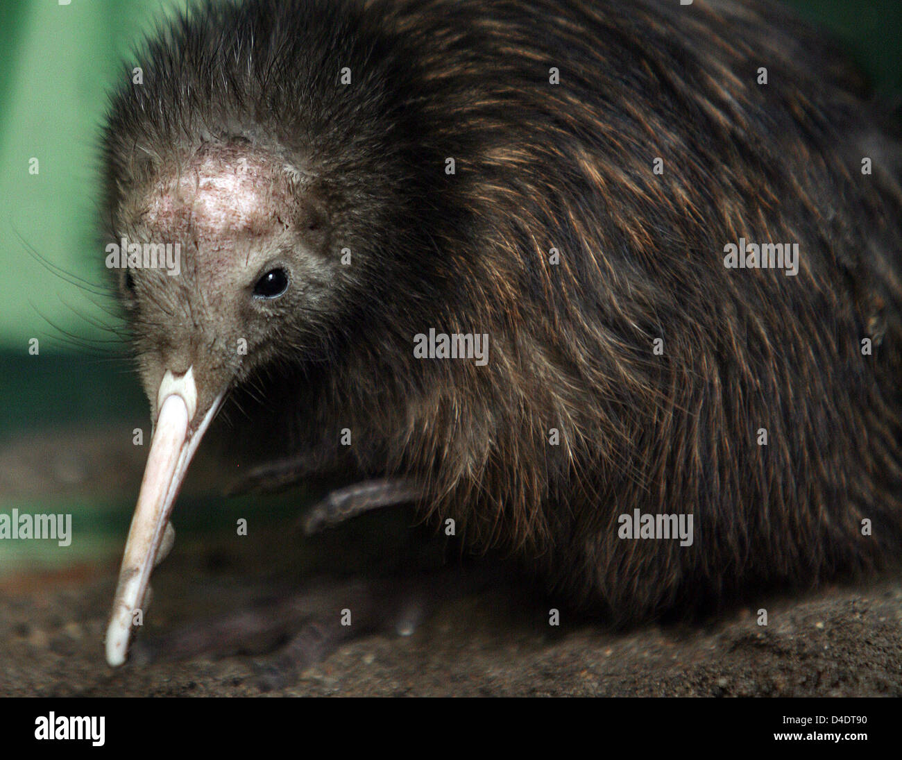 Little kiwi 'Claudius' pictured in its enclosure at the zoo of Berlin, Germany, 22 April 2008. The ratite unhatched on 26 March after 81 days of breeding with its father 'Erena'. Commonly the eggs of New Zealand's heraldic animal are breeded by man for most male kiwis behave agressively against their own breed and kill the unhatched. Photo: Patricia Driese Stock Photo