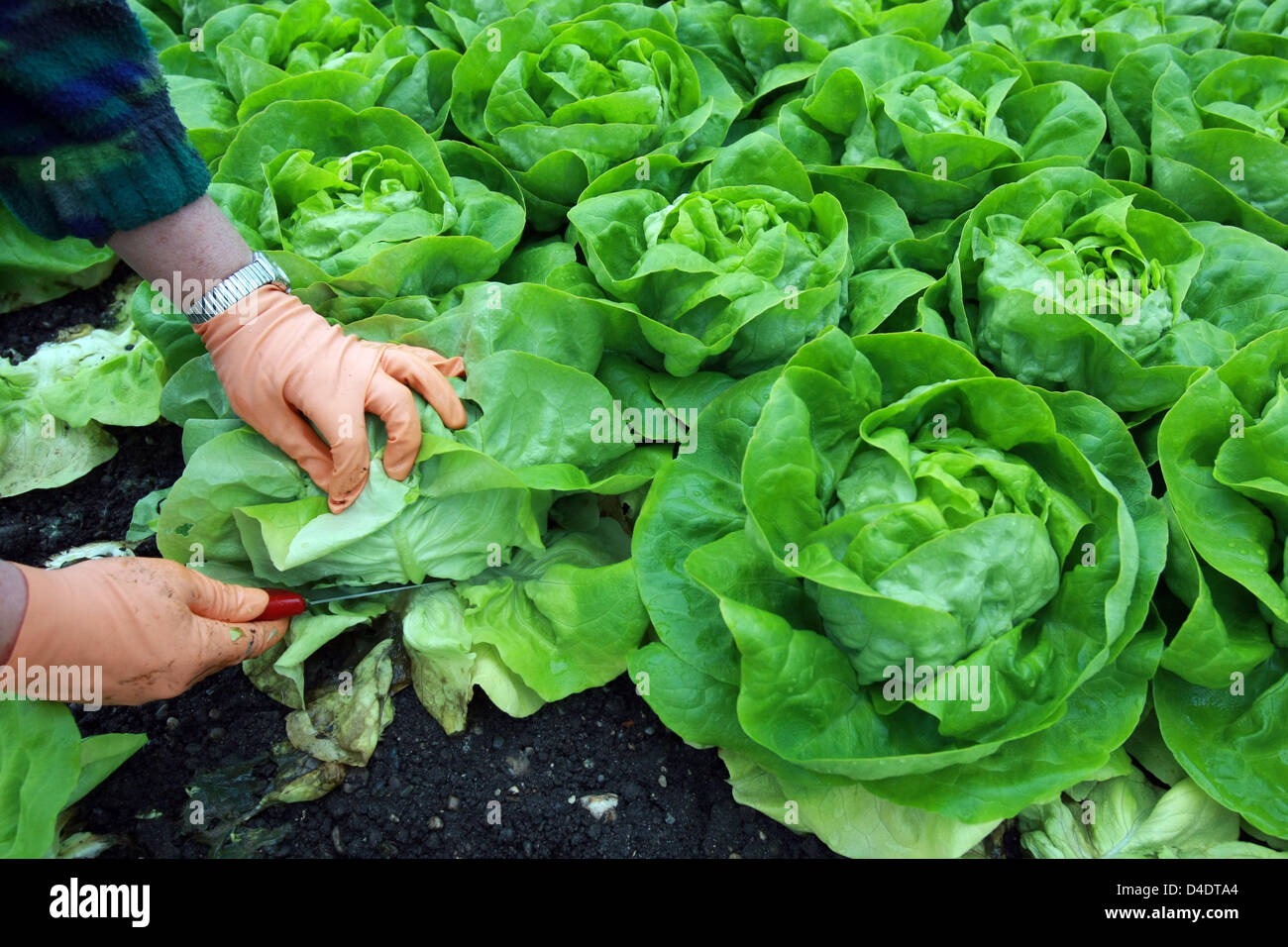 A farmhand harvests lettuce on Lake Constance island Reichenau, Germany