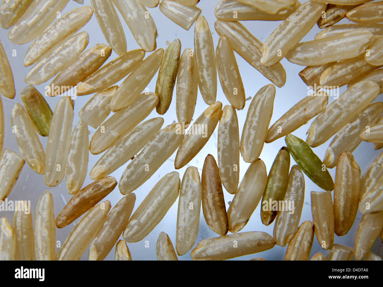 Rice grains pictured in Duesseldorf, Germany, 14 April 2008. Rice, one