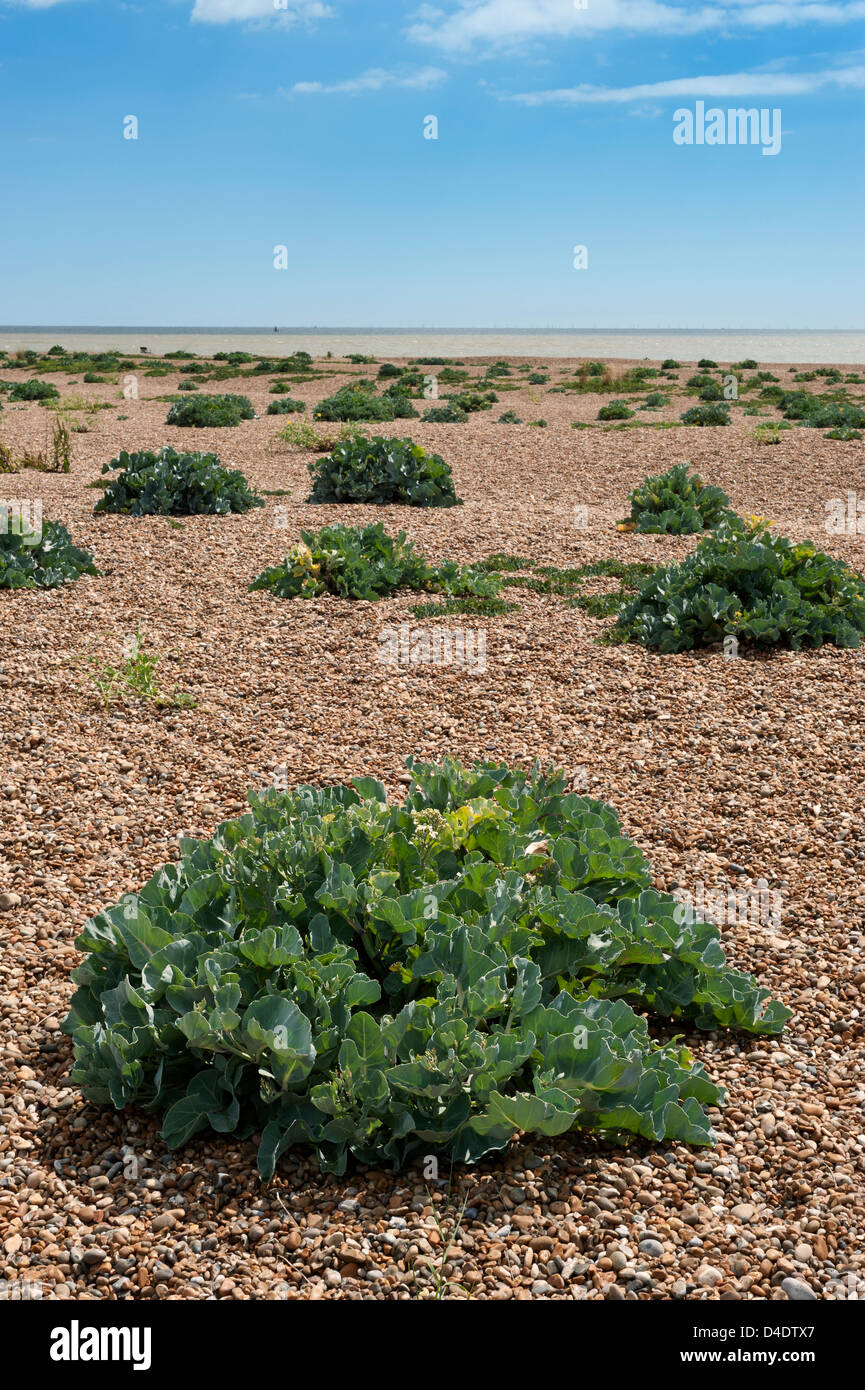 Sea Kale Seakale Crambe Maritima Plants On The Beach At Shingle 