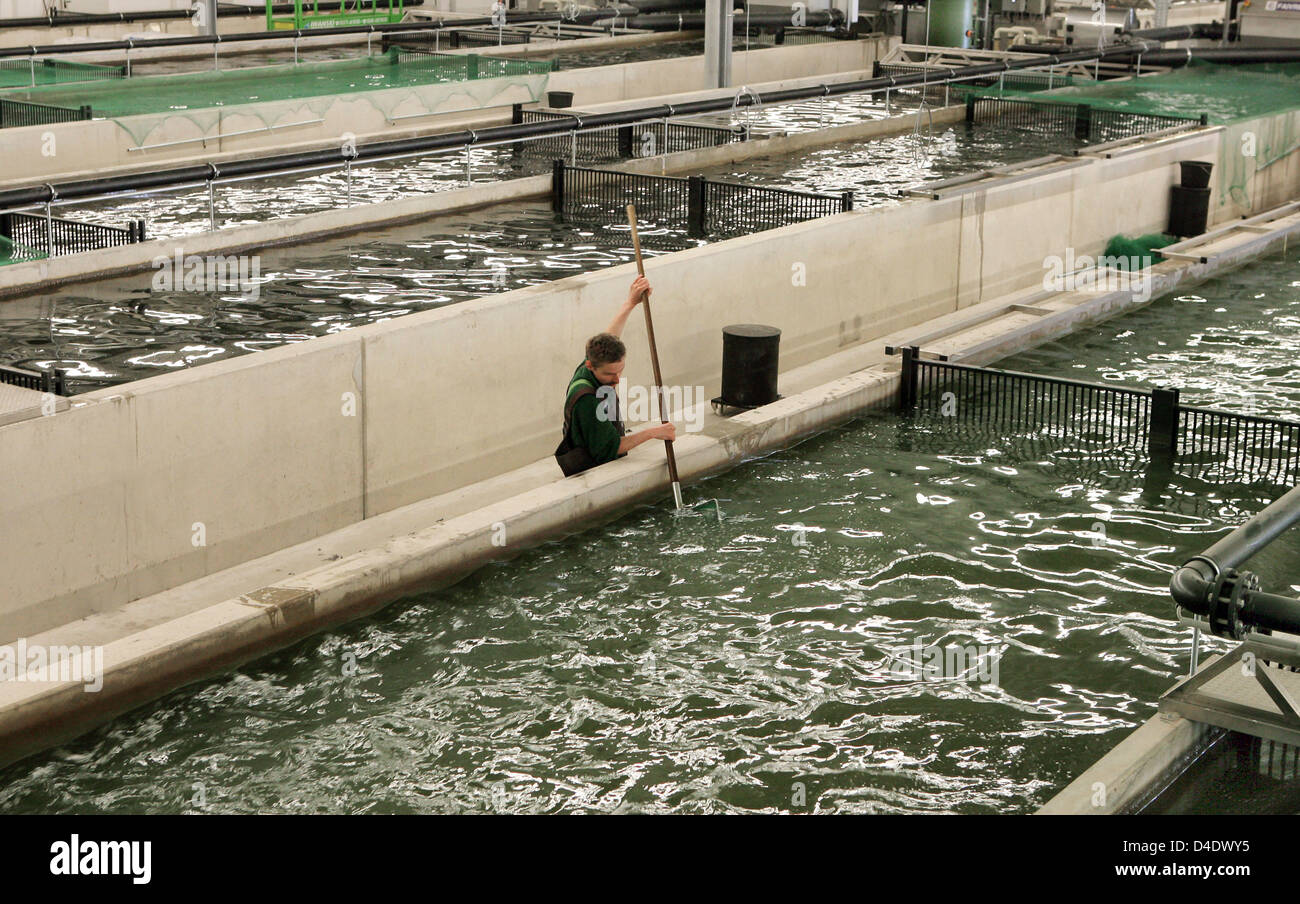 Siberian sturgeons from Poland arrive at the sturgeon farm in Jessen