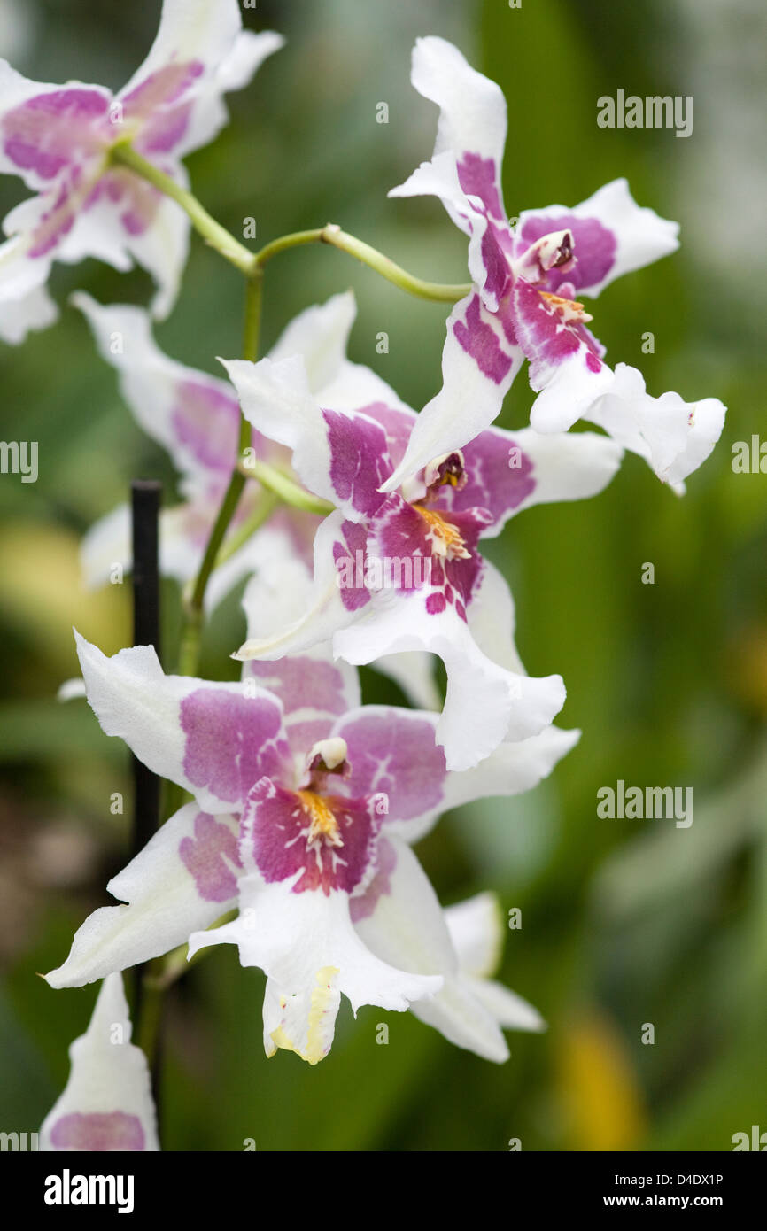 White and Pink Odontoglossum Orchid Stock Photo